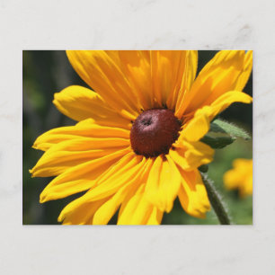 Schwarz Mit Augen Susan Flower Fotokarte Postkarte