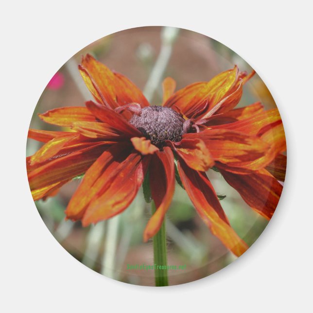 Schwarz-Mit Augen-Susan-Flower-Fotomagnet Magnet (Vorne)