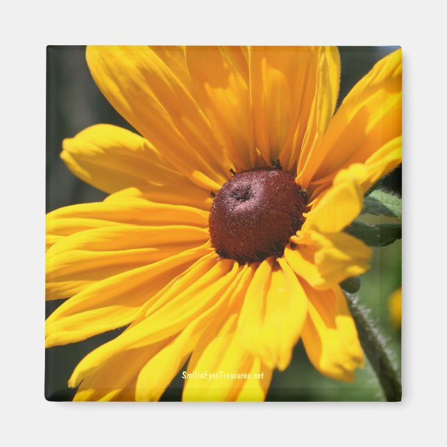 Schwarz-Mit Augen-Susan-Flower-Fotomagnet Magnet (Vorne)