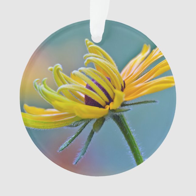 Schwarz-mit Augen Susan Ornament (Vorderseite)