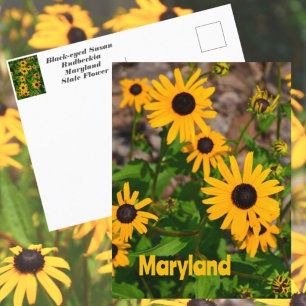 Schwarz-mit Augen Susan Staat Blume von Maryland Postkarte