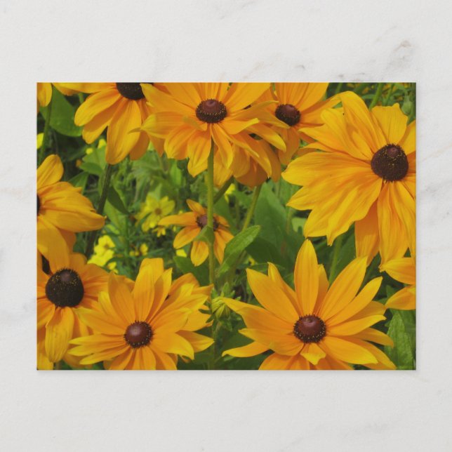 Schwarz-mit Augen Susans Postkarte (Vorderseite)