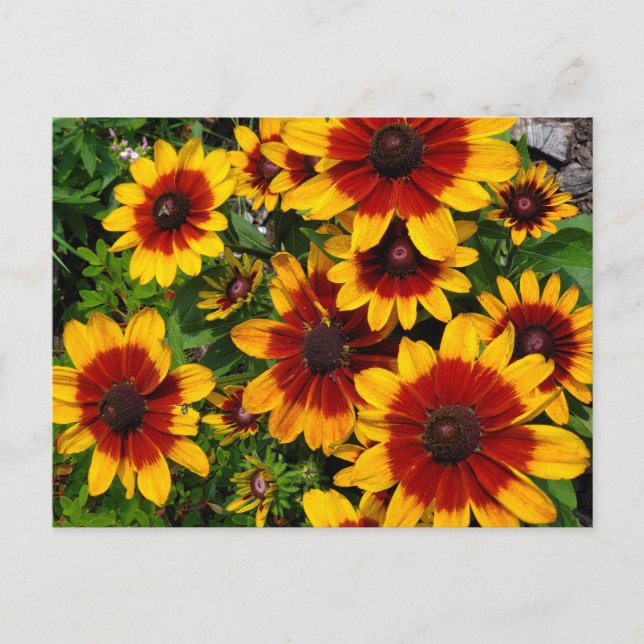 Schwarz-mit Augen Susans Postkarte (Vorderseite)