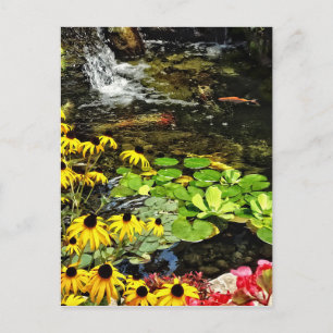Schwarz-Mit Augen Susans von Koi Pond Postkarte