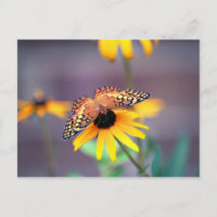 Schwarz-mit Augen Sushan mit Schmetterling 3