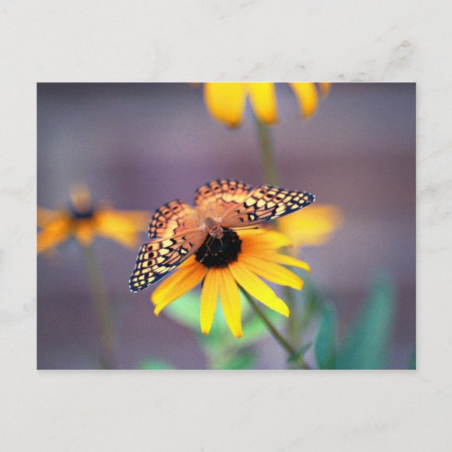 Schwarz-mit Augen Sushan mit Schmetterling 3 Postkarte (Vorderseite)