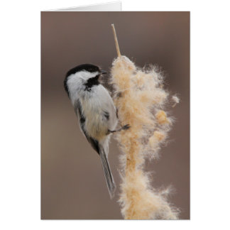 Schwarz-mit einer Kappe bedeckter Chickadee