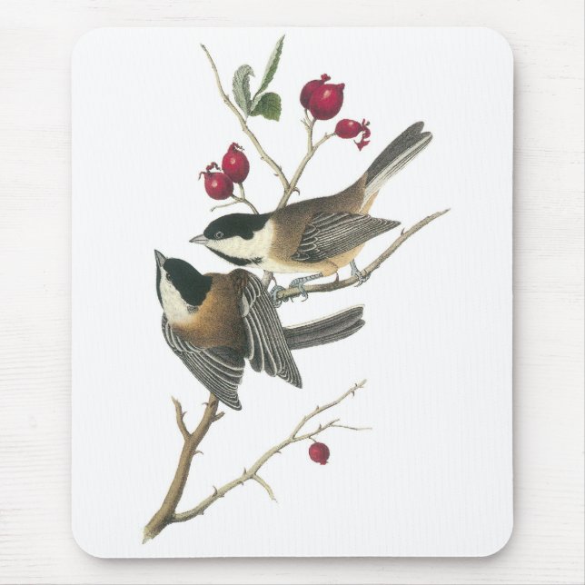 Schwarz-mit einer Kappe bedeckter Chickadee, John Mousepad (Vorne)
