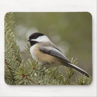 Schwarz-mit einer Kappe bedeckter Chickadee Mousepad