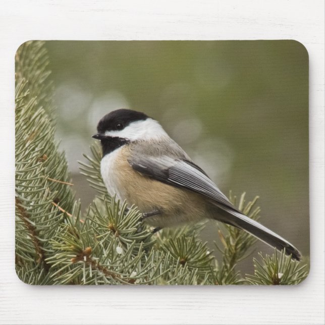 Schwarz-mit einer Kappe bedeckter Chickadee Mousepad (Vorne)