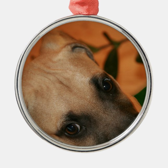 Schwarz-Mund Kanaillewelpe Silbernes Ornament (Vorne)