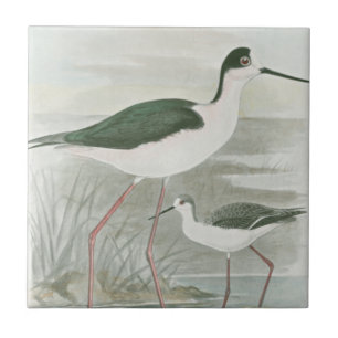 Schwarz-Necked Stelzen durch das Wasser Fliese