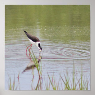 Schwarz-Necked Stilt Poster