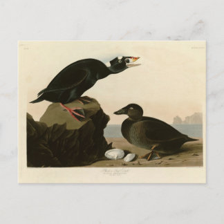 Schwarz- oder Surfente Postkarte