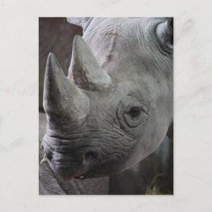 Schwarz Rhinozeros Foto Postkarte