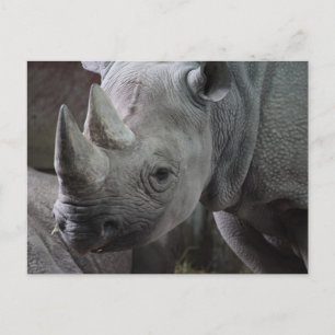 Schwarz Rhinozeros Foto Postkarte