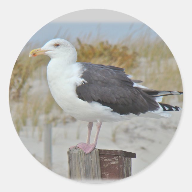 Schwarz-Rücken-Gull-Serie Runder Aufkleber (Vorderseite)