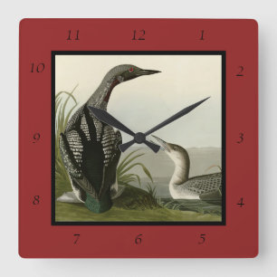 Schwarz-Throated Diver Loon Audubon Vögel von Amer Quadratische Wanduhr