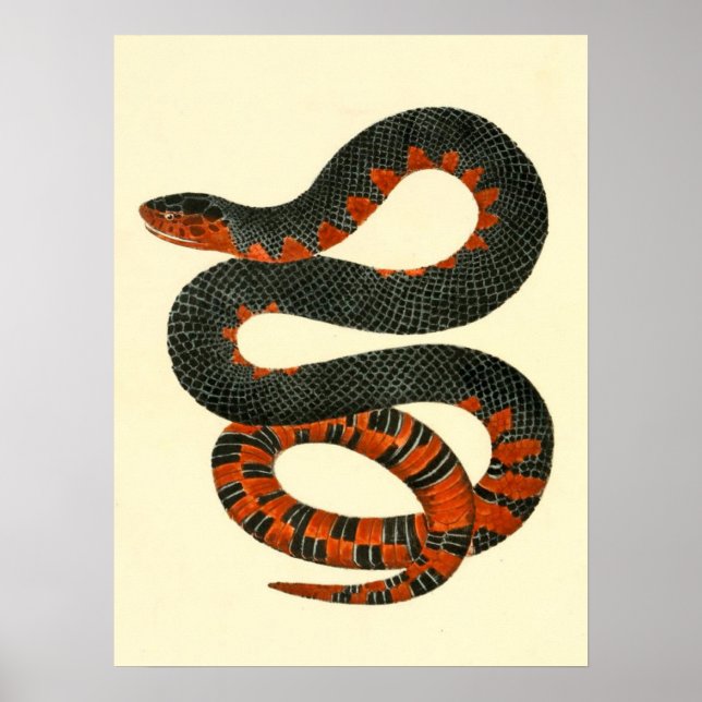 Schwarz und Rot Poster (Vorne)