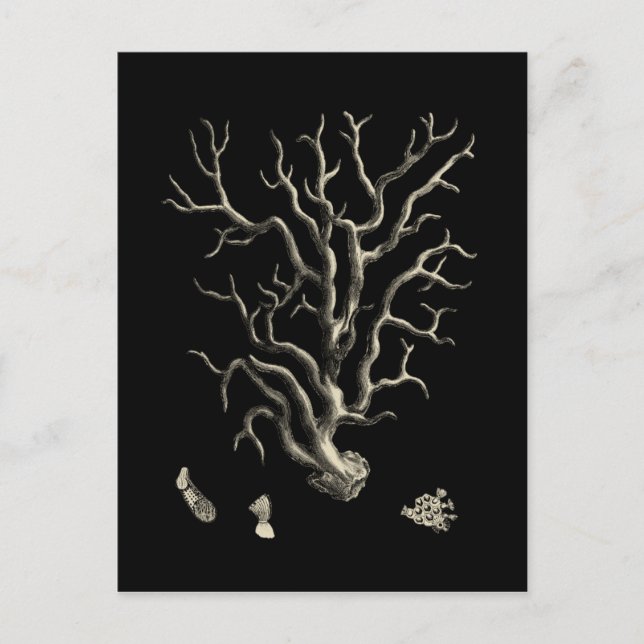 Schwarz und Tan Coral Postkarte (Vorderseite)