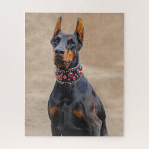 Schwarz und Tan Doberman Pinscher