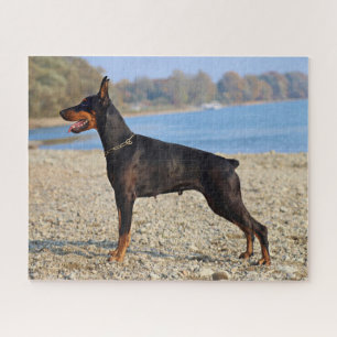 Schwarz und Tan Doberman Pinscher an der Küste