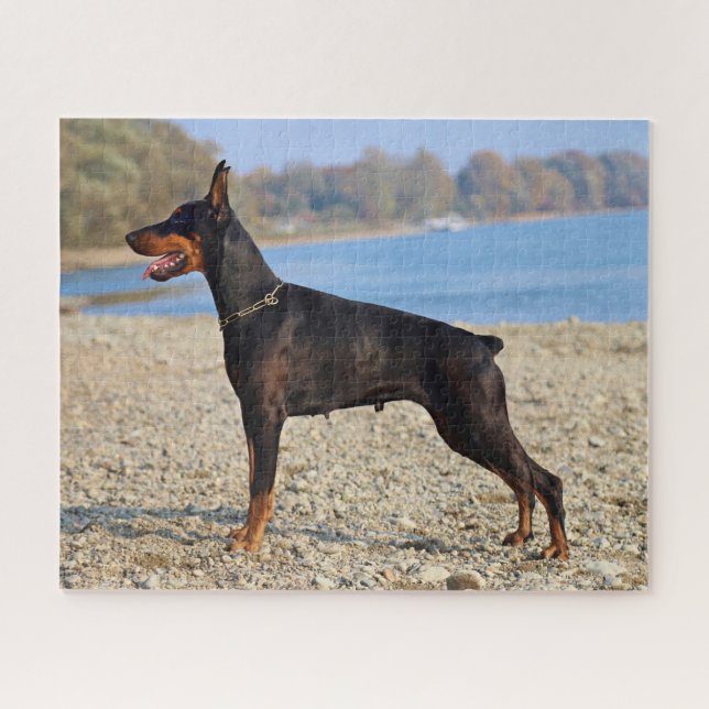 Schwarz und Tan Doberman Pinscher an der Küste (Horizontal)