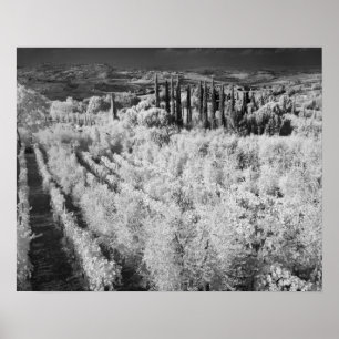Schwarz und Weiß der Weinberge, Montepulciano, It Poster