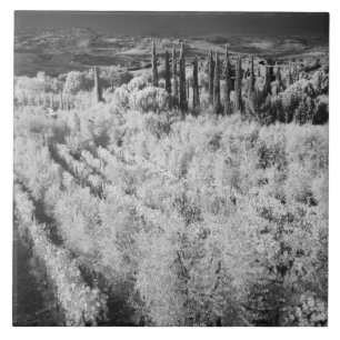 Schwarz und Weiß der Weinberge, Montepulciano, Ita Fliese