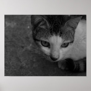 Schwarz und Weiß - Kitty Poster