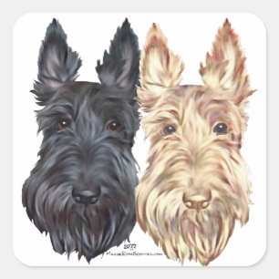 Schwarz- und Weizenfarbene Schottische Terrier Quadratischer Aufkleber