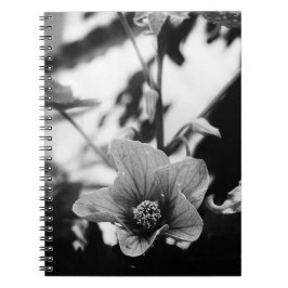 Schwarz-Weiß-Abutilon-Pictum-Blumenfotografie Notizblock