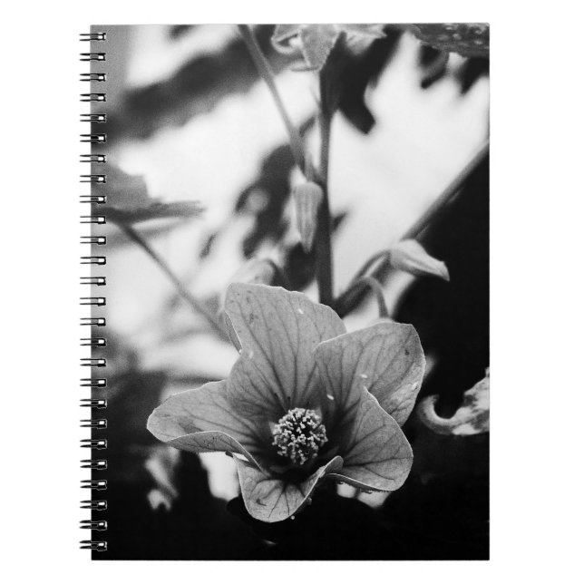 Schwarz-Weiß-Abutilon-Pictum-Blumenfotografie Notizblock (Vorderseite)