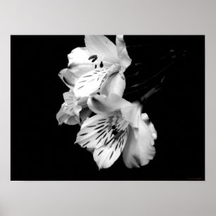 Schwarz-Weiß-Alstroemeria Liposter Poster