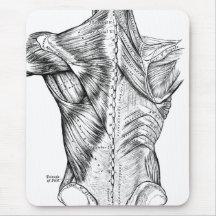 Schwarz-Weiß-Anatomie-Kunst Rückenmuskeln (1890)
