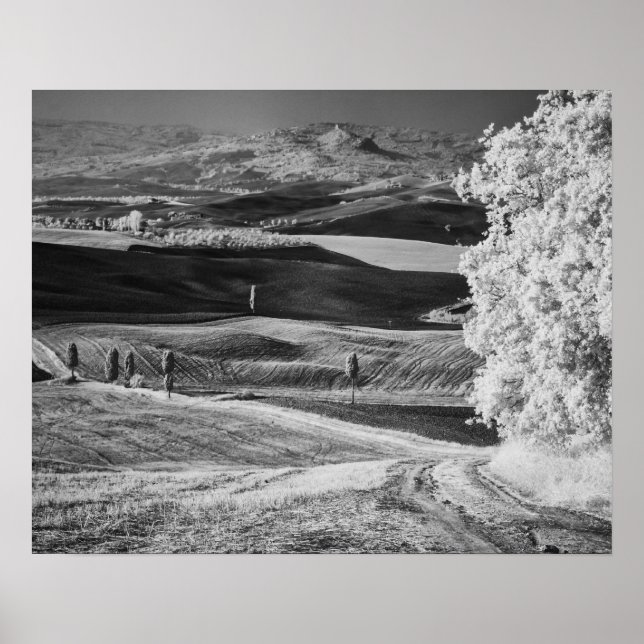 Schwarz-Weiß-Ansicht der kurvenreichen Straße Poster (Vorne)