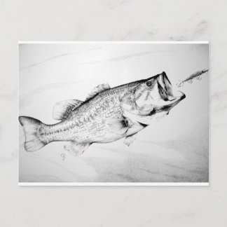 Schwarz-Weiß-Bass, der Köder jagt. Postkarte