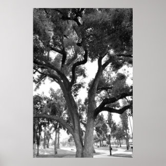 Schwarz-Weiß-Baum Poster