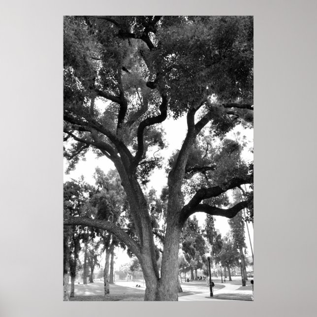 Schwarz-Weiß-Baum Poster (Vorne)