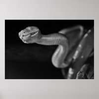 Schwarz-Weiß-Baumboa