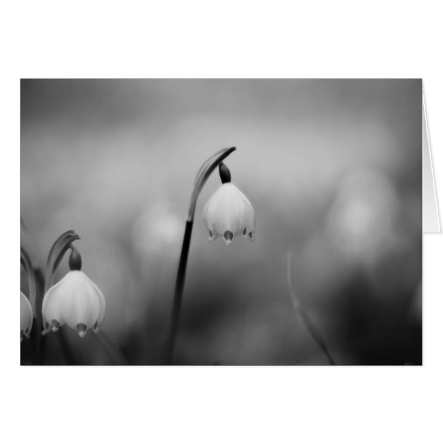 Schwarz-Weiß-Beileid-Beileid (Vorderseite (Horizontal))