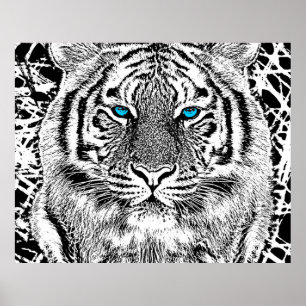 Schwarz-Weiß-blaue Augen Tiger Graphic Poster