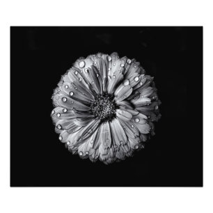Schwarz-Weiß-Blume 10 Fotodruck