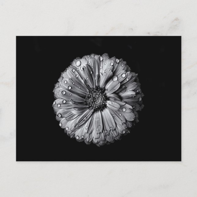 Schwarz-Weiß-Blume 10 Postkarte (Vorderseite)