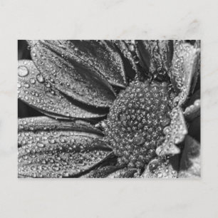 Schwarz-Weiß-Blume mit Morgentau, Postkarte