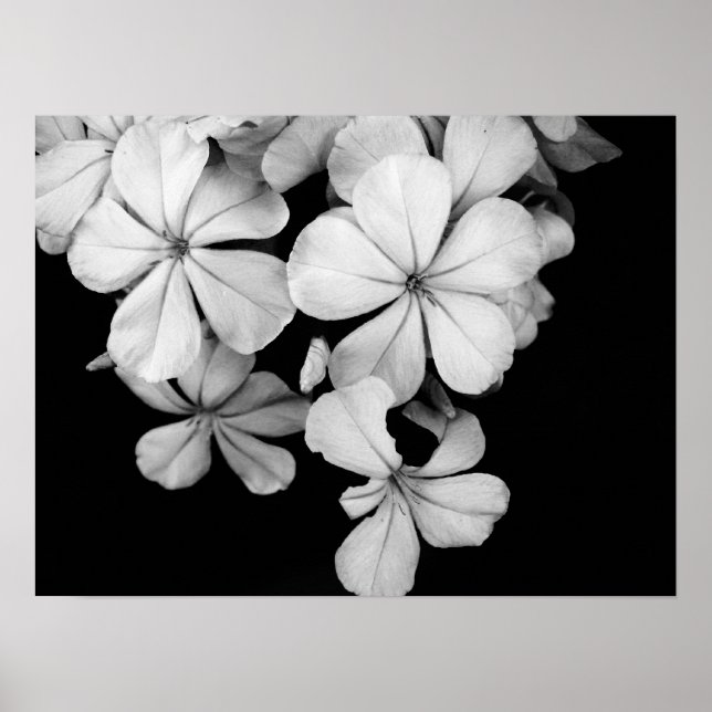 Schwarz-Weiß-Blume nah Poster (Vorne)