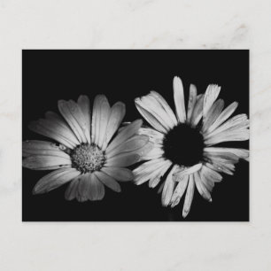 Schwarz-Weiß-Blume Postkarte