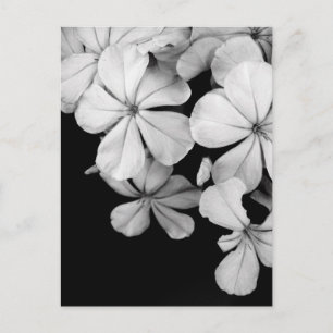 Schwarz-Weiß-Blumen Postkarte