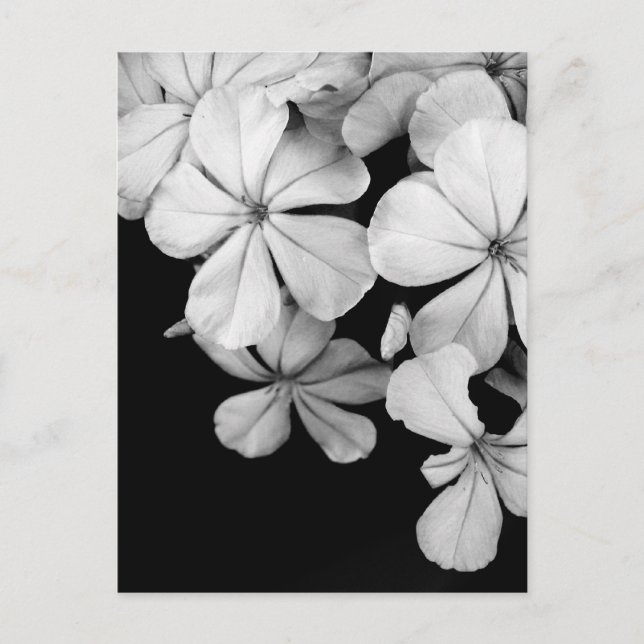 Schwarz-Weiß-Blumen Postkarte (Vorderseite)