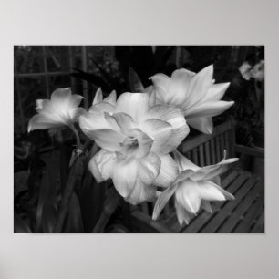 Schwarz-Weiß-Blumenbild Poster
